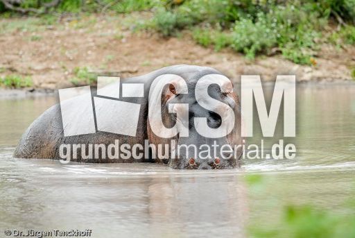 Flusspferd (76 von 104).jpg